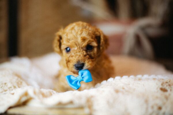 Christian Miniature Poodle Christian Miniature Poodle