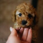Christian-male-miniature-poodle-puppy-for-sale- (4)