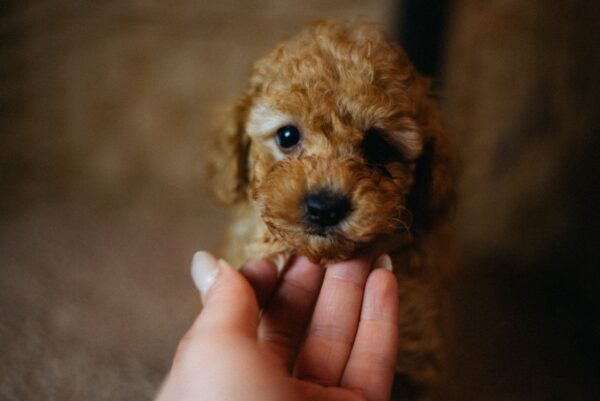 Christian Miniature Poodle Christian Miniature Poodle