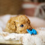 Christian-male-miniature-poodle-puppy-for-sale- (4)