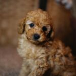 Christian-male-miniature-poodle-puppy-for-sale- (5)