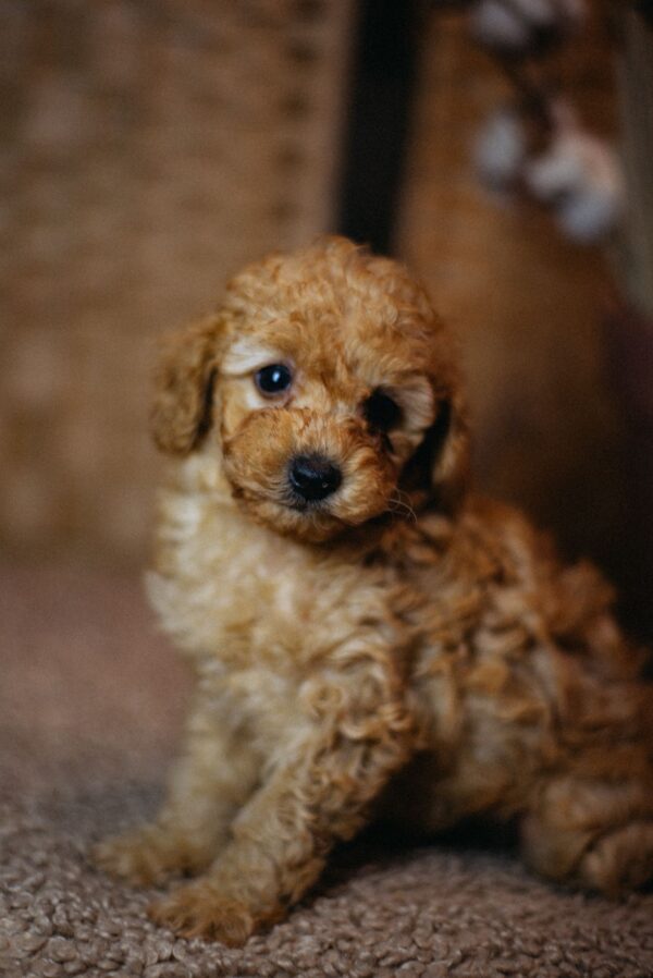 Christian Miniature Poodle Christian Miniature Poodle