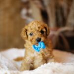 Christian-male-miniature-poodle-puppy-for-sale- (5)