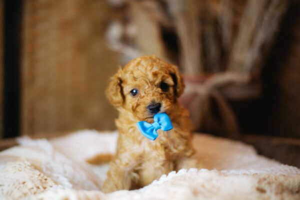 Christian Miniature Poodle Christian Miniature Poodle