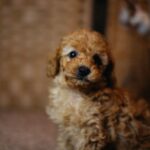 Christian-male-miniature-poodle-puppy-for-sale- (6)