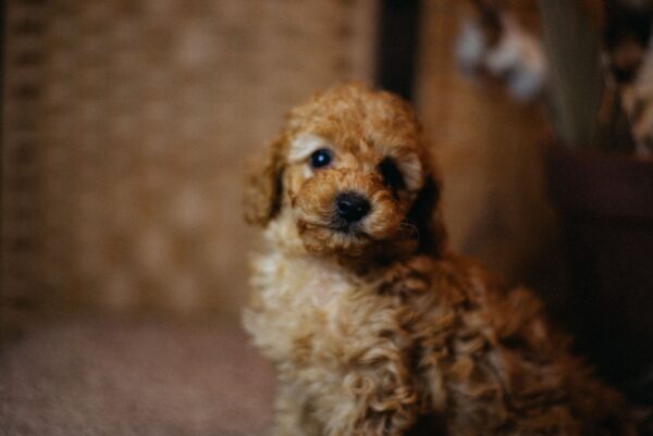 Christian Miniature Poodle Christian Miniature Poodle