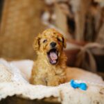 Christian-male-miniature-poodle-puppy-for-sale- (6)