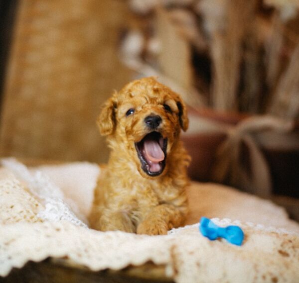 Christian Miniature Poodle Christian Miniature Poodle