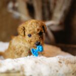 Christian-male-miniature-poodle-puppy-for-sale- (7)