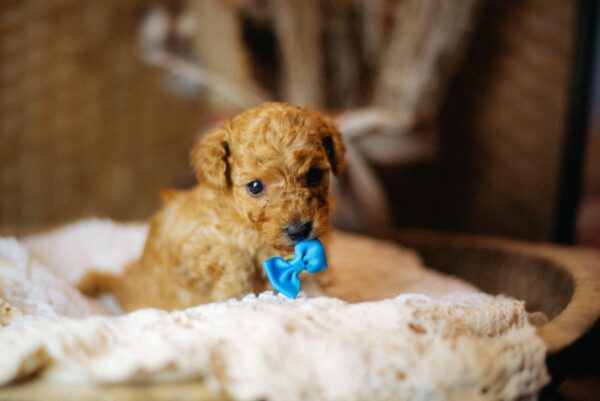 Christian Miniature Poodle Christian Miniature Poodle