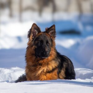 Christopher German Shepherd Christopher German Shepherd