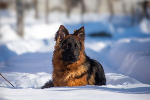 Christopher German Shepherd Christopher German Shepherd