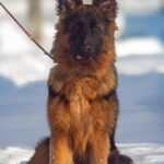 Christopher-male-German-shepherd-puppy-for-sale-1 (2)