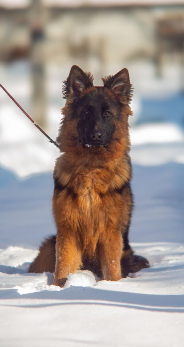 Christopher German Shepherd Christopher German Shepherd