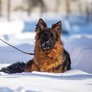 Christopher German Shepherd Christopher German Shepherd