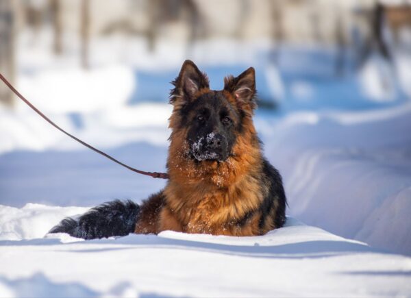 Christopher German Shepherd Christopher German Shepherd