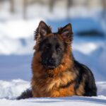 Christopher-male-German-shepherd-puppy-for-sale-1 (4)