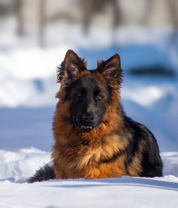 Christopher German Shepherd Christopher German Shepherd