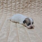 Chucky-male-coton-de-tulear-puppy-for-sale-1 (1)