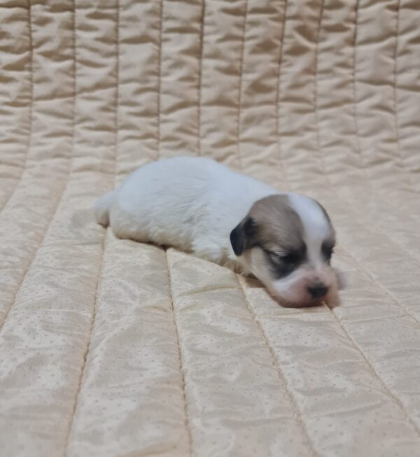 Chucky Coton De Tulear Chucky Coton De Tulear