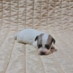 Chucky-male-coton-de-tulear-puppy-for-sale-1 (2)
