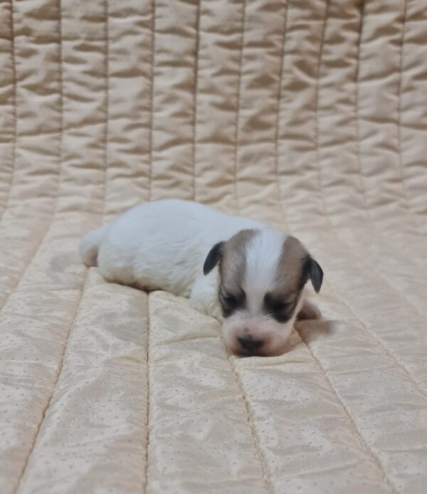 Chucky Coton De Tulear Chucky Coton De Tulear