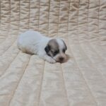 Chucky-male-coton-de-tulear-puppy-for-sale-1 (3)