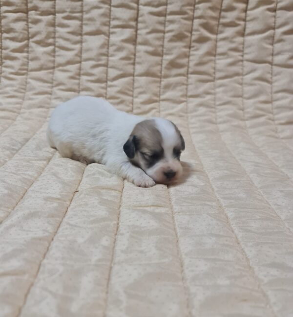 Chucky Coton De Tulear Chucky Coton De Tulear