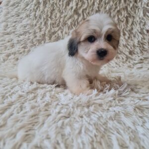 Chucky Coton De Tulear Chucky Coton De Tulear