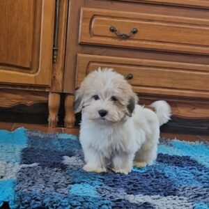 Chucky Coton De Tulear Chucky Coton De Tulear