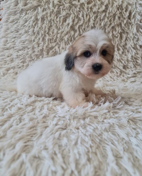 Chucky Coton De Tulear Chucky Coton De Tulear