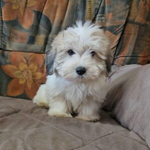 Chucky Coton De Tulear Chucky Coton De Tulear