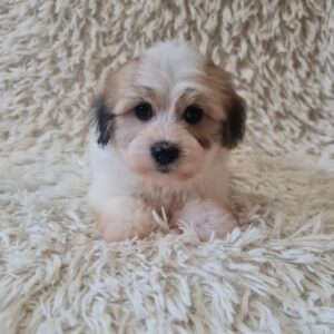 Chucky Coton De Tulear Chucky Coton De Tulear