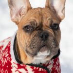Chucky-male-french-bulldog-puppy-for-sale-1 (1)