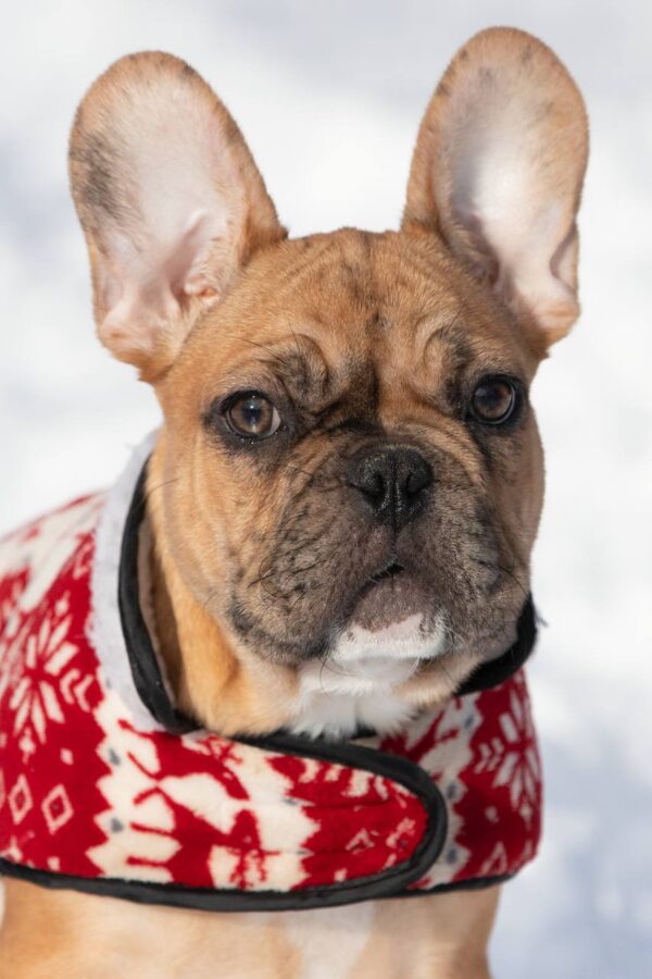 Chucky French Bulldog Chucky French Bulldog