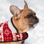 Chucky-male-french-bulldog-puppy-for-sale-1 (2)