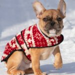 Chucky-male-french-bulldog-puppy-for-sale-1 (3)