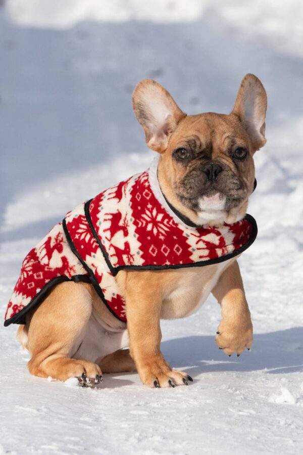 Chucky French Bulldog Chucky French Bulldog