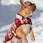 Chucky-male-french-bulldog-puppy-for-sale-1 (4)