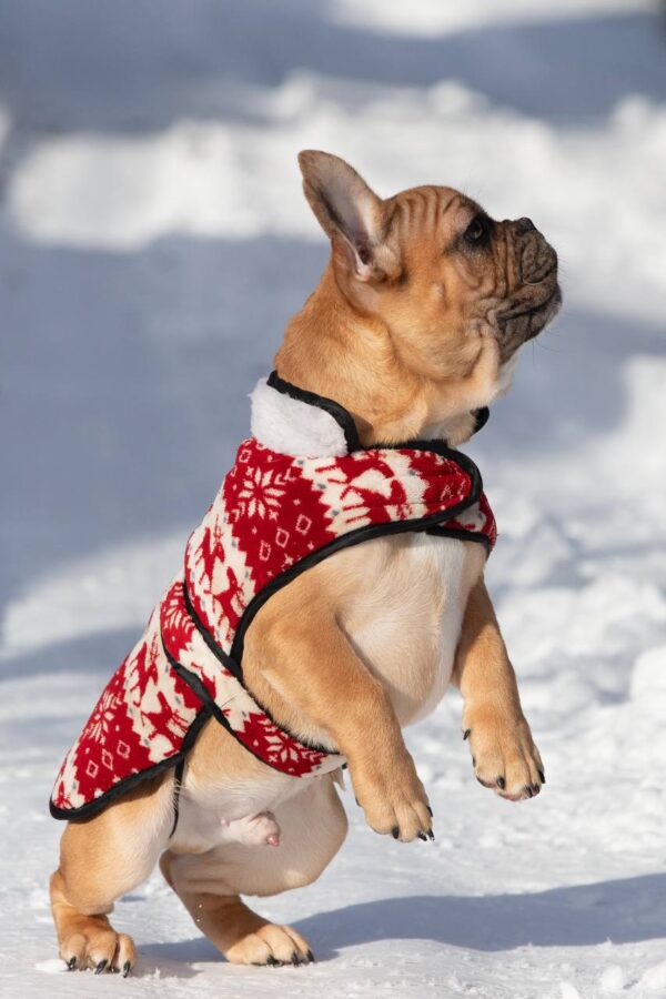 Chucky French Bulldog Chucky French Bulldog