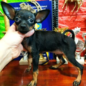 Clara Russian Toy Terrier Clara Russian Toy Terrier