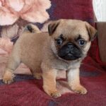 Cleo-female-Pug-puppy-for-sale-2