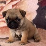 Cleo-female-Pug-puppy-for-sale-4