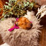 Coco-female-miniature-poodle-puppy-for-sale-1 (1)