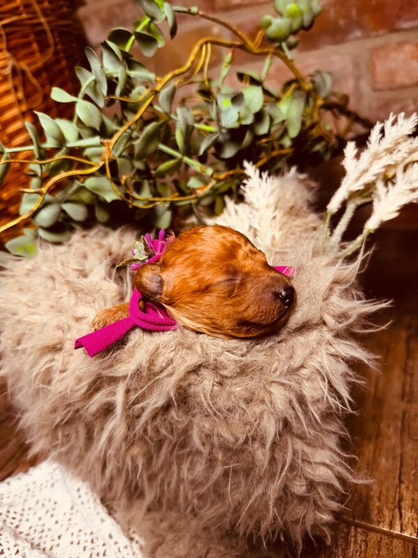 Coco Miniature Poodle Coco Miniature Poodle