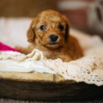 Coco-female-miniature-poodle-puppy-for-sale- (1)