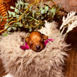 Coco Miniature Poodle Coco Miniature Poodle