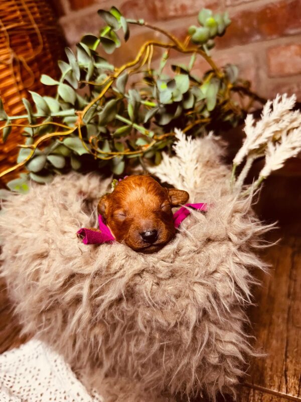 Coco Miniature Poodle Coco Miniature Poodle