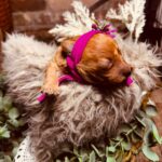 Coco-female-miniature-poodle-puppy-for-sale-1 (3)