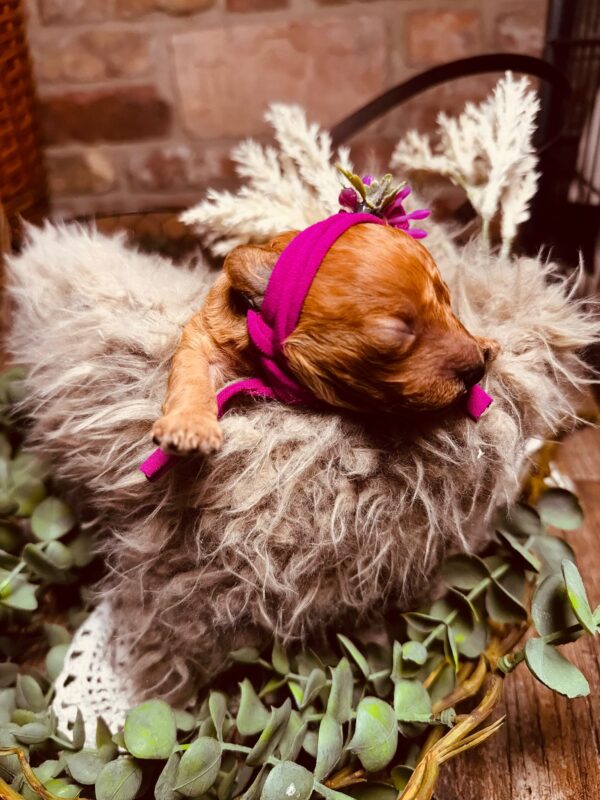 Coco Miniature Poodle Coco Miniature Poodle